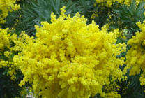 Mimosa (65 imagini) descriere, specii, reguli de plantare și îngrijire, reproducere, decorativitate, aplicare în