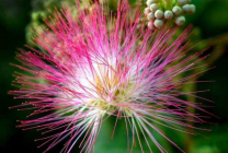 Mimosa (65 imagini) descriere, specii, reguli de plantare și îngrijire, reproducere, decorativitate, aplicare în