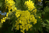 Mimosa (65 imagini) descriere, specii, reguli de plantare și îngrijire, reproducere, decorativitate, aplicare în