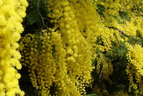 Mimosa (65 imagini) descriere, specii, reguli de plantare și îngrijire, reproducere, decorativitate, aplicare în