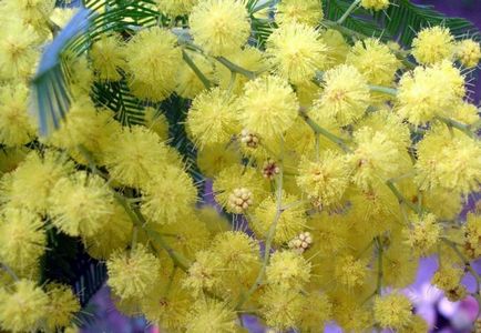 Mimosa (65 imagini) descriere, specii, reguli de plantare și îngrijire, reproducere, decorativitate, aplicare în