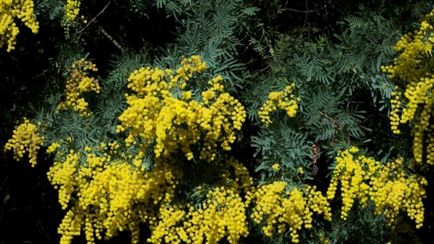 Mimosa (65 imagini) descriere, specii, reguli de plantare și îngrijire, reproducere, decorativitate, aplicare în