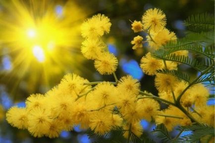 Mimosa (65 imagini) descriere, specii, reguli de plantare și îngrijire, reproducere, decorativitate, aplicare în