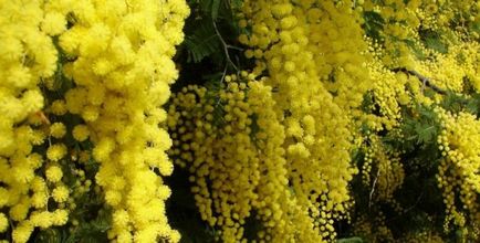 Mimosa (65 imagini) descriere, specii, reguli de plantare și îngrijire, reproducere, decorativitate, aplicare în