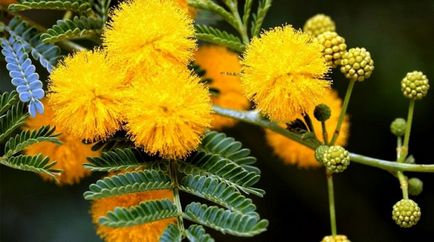 Mimosa (65 imagini) descriere, specii, reguli de plantare și îngrijire, reproducere, decorativitate, aplicare în