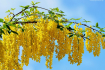 Mimosa (65 imagini) descriere, specii, reguli de plantare și îngrijire, reproducere, decorativitate, aplicare în