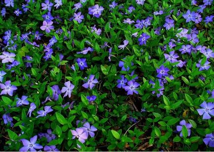 Flori perene pentru Ural și Siberia, fotografiile de vară înfloritoare și numele de plante perene populare