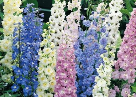 Багаторічні квіти для уралу і сибіру, ​​квітучі все літо фото і назви популярних багаторічників
