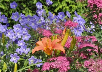 Багаторічні квіти для уралу і сибіру, ​​квітучі все літо фото і назви популярних багаторічників