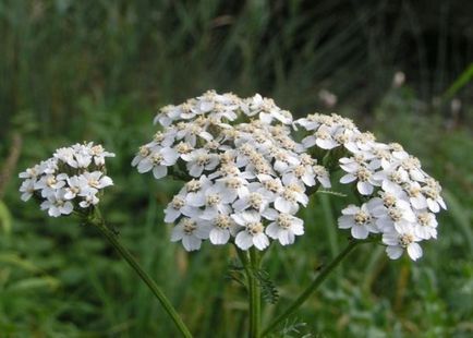 Flori perene pentru Ural și Siberia, fotografiile de vară înfloritoare și numele de plante perene populare