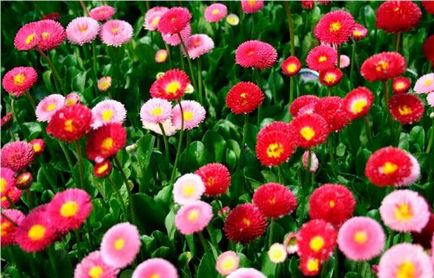 Многогодишни цветя за Урал и Сибир, които цъфтят през цялото лято снимки и имена на популярни трайни насаждения