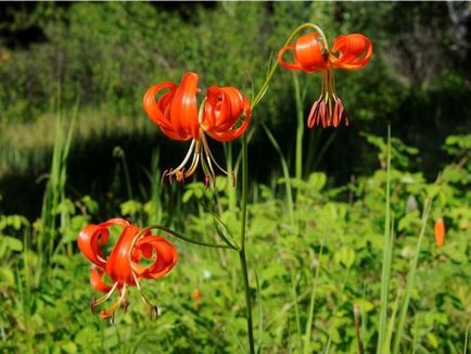 Flori perene pentru Ural și Siberia, fotografiile de vară înfloritoare și numele de plante perene populare