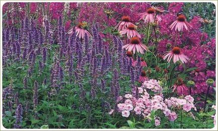Paturi de flori monocrom Etude în tonuri roz, design peisagistic de grădini și parcele
