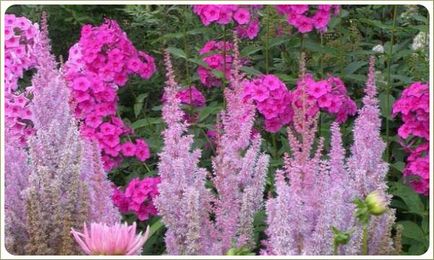 Monokróm virágágyások A Study in Pink, tereprendezés kertek és telkek