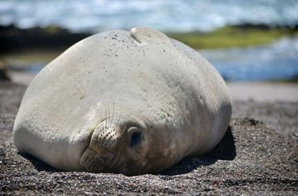 Elefanti (24 fotografii) - site-ul iubitorilor de animale