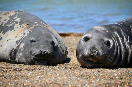 Elefanti (24 fotografii) - site-ul iubitorilor de animale