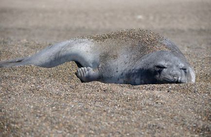 Elefanti (24 fotografii) - site-ul iubitorilor de animale