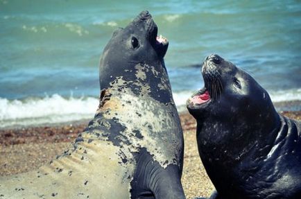 Elefanti (24 fotografii) - site-ul iubitorilor de animale