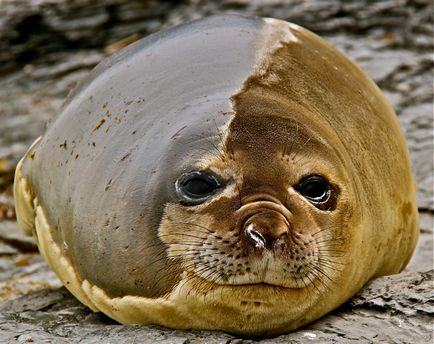 Elephant sealings, animal enciclopedia