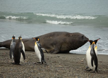 Elephant sealings, animal enciclopedia