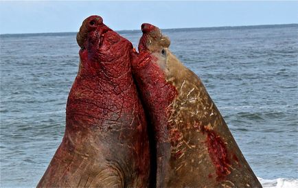 Морські слони, енциклопедія тварин