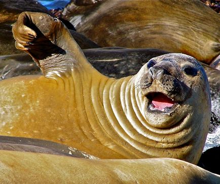 Elephant sealings, animal enciclopedia