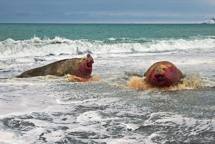 Elephant de mare fotografie elefant de mare