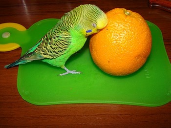 Este posibil să papagalii ondulari banane, portocale, kiwi, caise