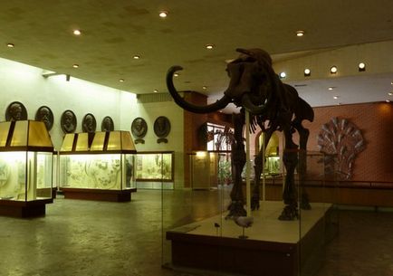 музей динозаврів