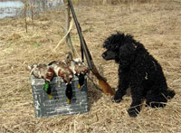Pentru a vâna cu un câine de păsări, articole de pudel despre vânătoare și pescuit