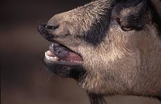 Bolile non-contagioase ale caprinelor, manifestarea simptomelor și tratamentul acestora