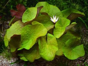 Planta acvariu Nymphaea - conținut, îngrijire, vizionări, fotografii, video