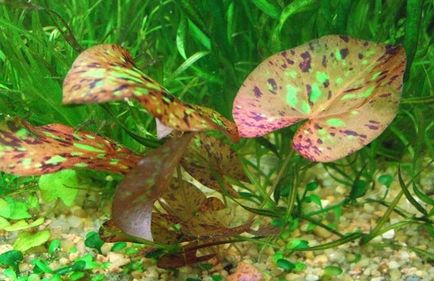 Planta acvariu Nymphaea - conținut, îngrijire, vizionări, fotografii, video