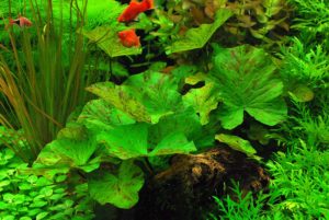Planta acvariu Nymphaea - conținut, îngrijire, vizionări, fotografii, video