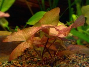 Planta acvariu Nymphaea - conținut, îngrijire, vizionări, fotografii, video