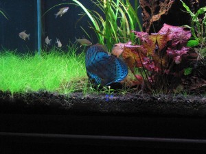 Nymphae în plantarea și îngrijirea acvariului
