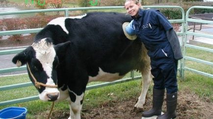 Új divat farm - tehenek, a gazdák vágott egy lyukat