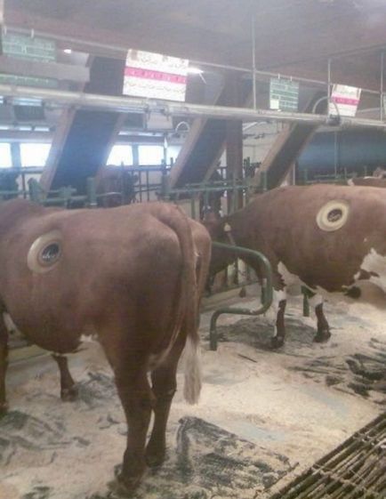 Нова фермерська мода - фермери вирізають коровам діри в боці