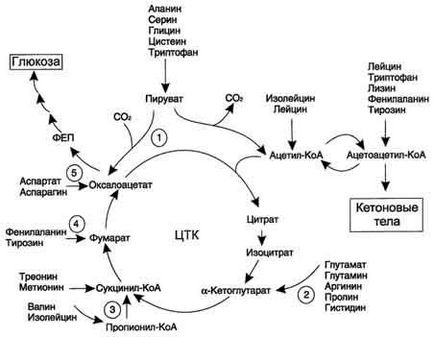Обмін Безазотисті залишку амінокислот, гликогенние і кетогенні амінокислоти