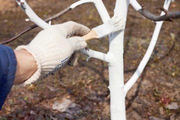 Обробка саду восени від хвороб і шкідників як і чим