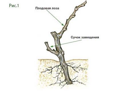 Struguri de struguri pentru sfaturi și fotografii începători