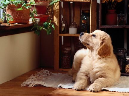 Revizuirea celor mai bune rase de câini pentru păstrarea în apartament, fotografie a animalelor de companie