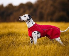 Revizuirea celor mai bune rase de câini pentru păstrarea în apartament, fotografie a animalelor de companie