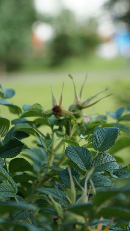 Огляд об'єктива sony carl zeiss vario-tessar t e 16-70mm f