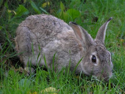 Огляд внутрішньої будови кролика з підписами і фото