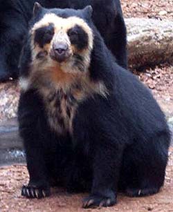 Очковий ведмідь, ведмідь очковий (tremarctos ornatus), ареал опис окрас розмір вага голосів серед