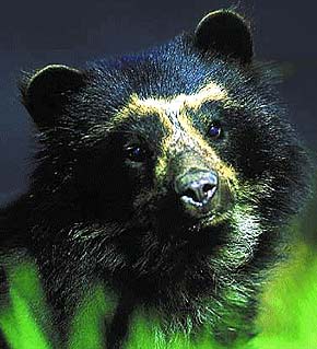 Ursul urs, ursul de la vedere (tremarctos ornatus), descrierea gama de culoare dimensiunea greutății voce miercuri