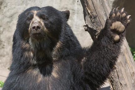 Очковий ведмідь - американський побратим сибірського ведмедики