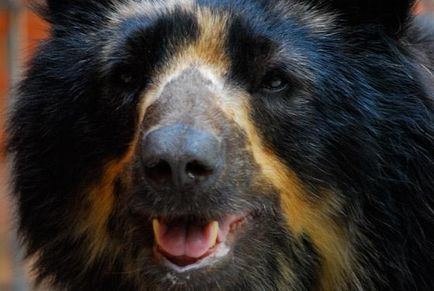 Очковий ведмідь - американський побратим сибірського ведмедики