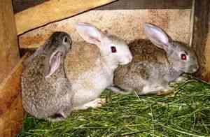 Окрол кролиці термін вагітності, кролики - догляд та утримання, шкурки шиншил